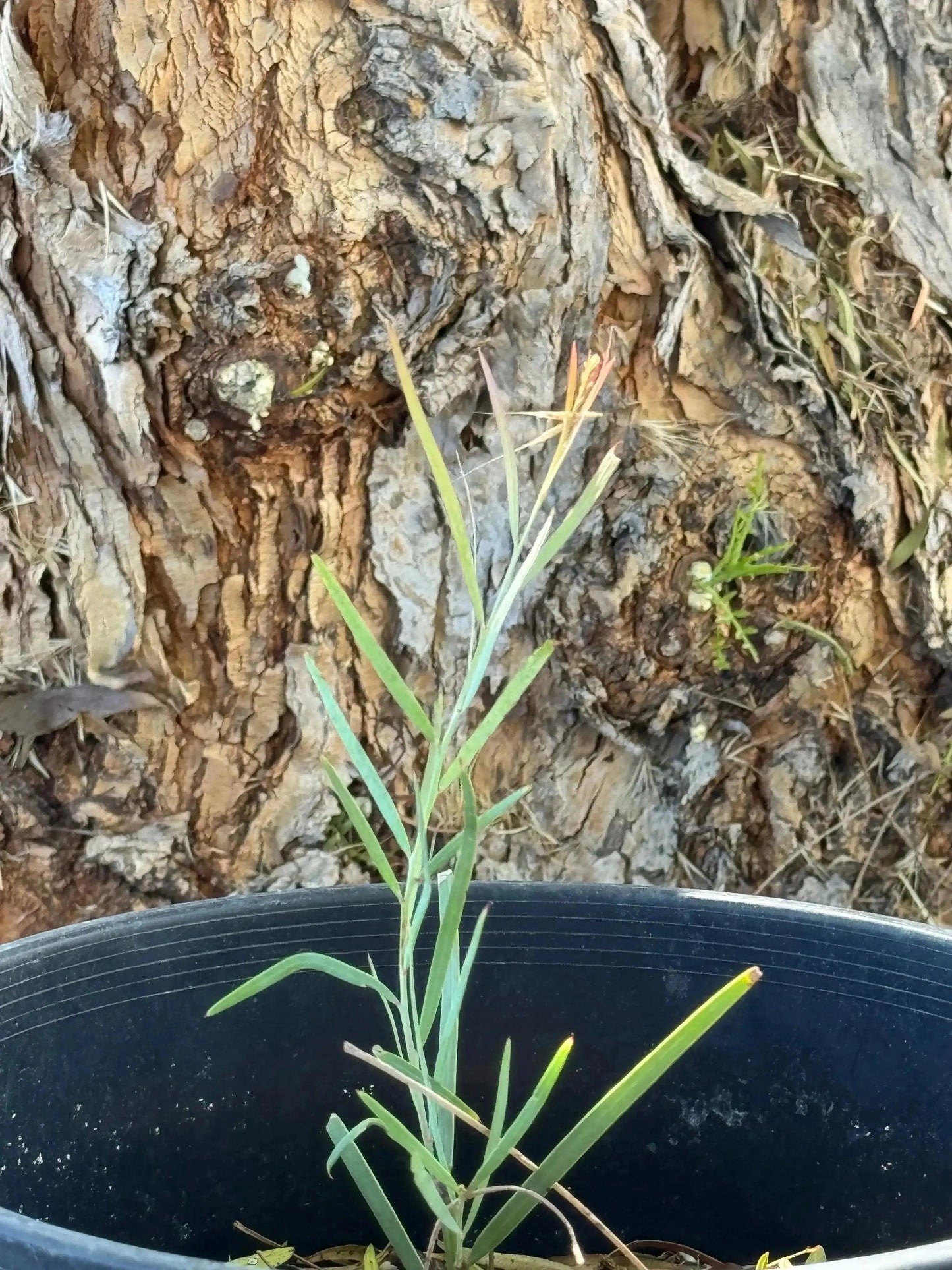 Young Acacia iteaphylla plant with narrow green leaves in black pot against textured tree bark background