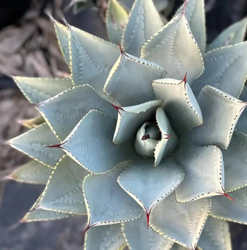 Close-up overhead view of Agave pygmaea succulent with thick pale blue-green leaves and red tips
