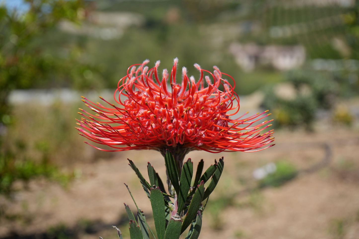 Close-up of a vibrant red pincushion protea flower with green leaves in a sunlit garden