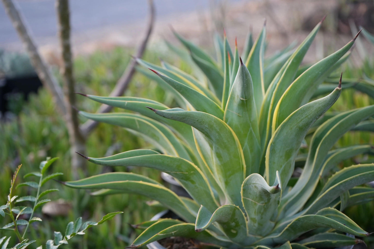 Close-up of agave desmettiana plant with green leaves and yellow edges in outdoor garden