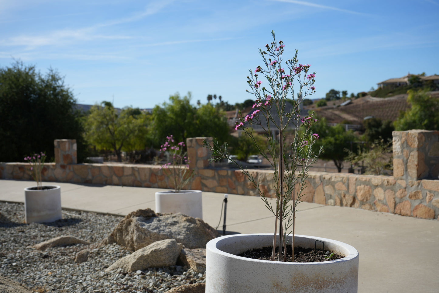 Potted pink waxflower plants in white concrete pots on stone patio under clear sky