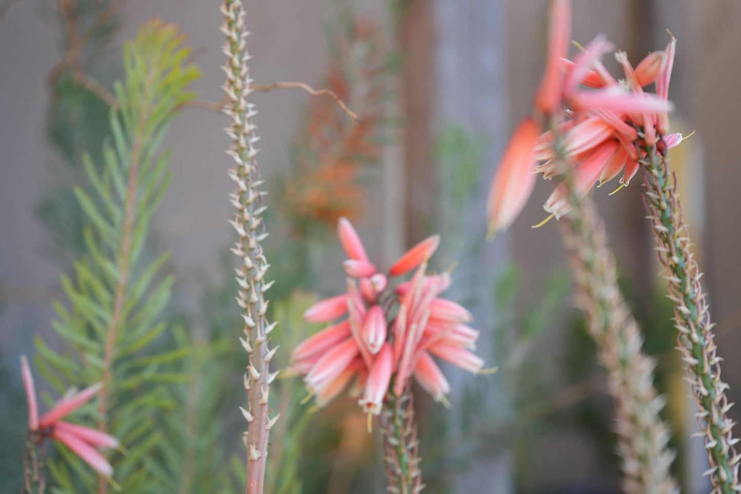 Close-up of Aloe Safari Rose pink tubular flowers with thorny stems and green succulent leaves