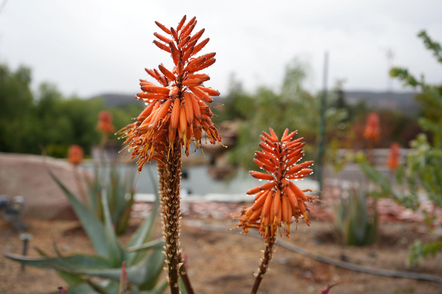 Close-up of orange aloe tangerine flowers with water droplets in a garden setting