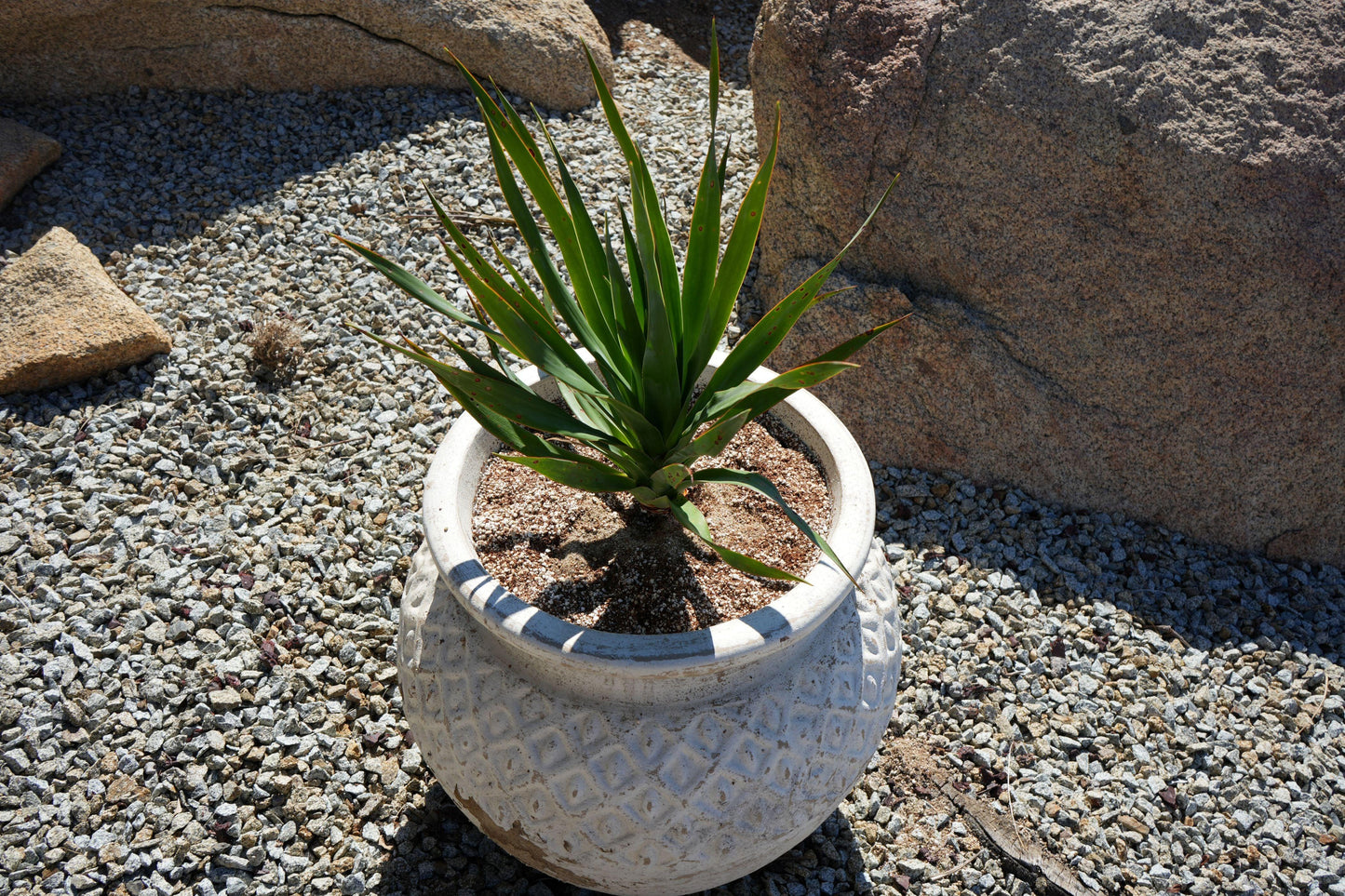 Dragon tree with pointed green leaves in a decorative white textured pot on gravel with large rocks