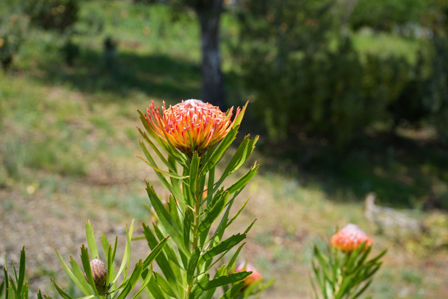 Leucospermum Naomi Royal Pride orange pincushion flower in bright sunlight with green blurred garden background