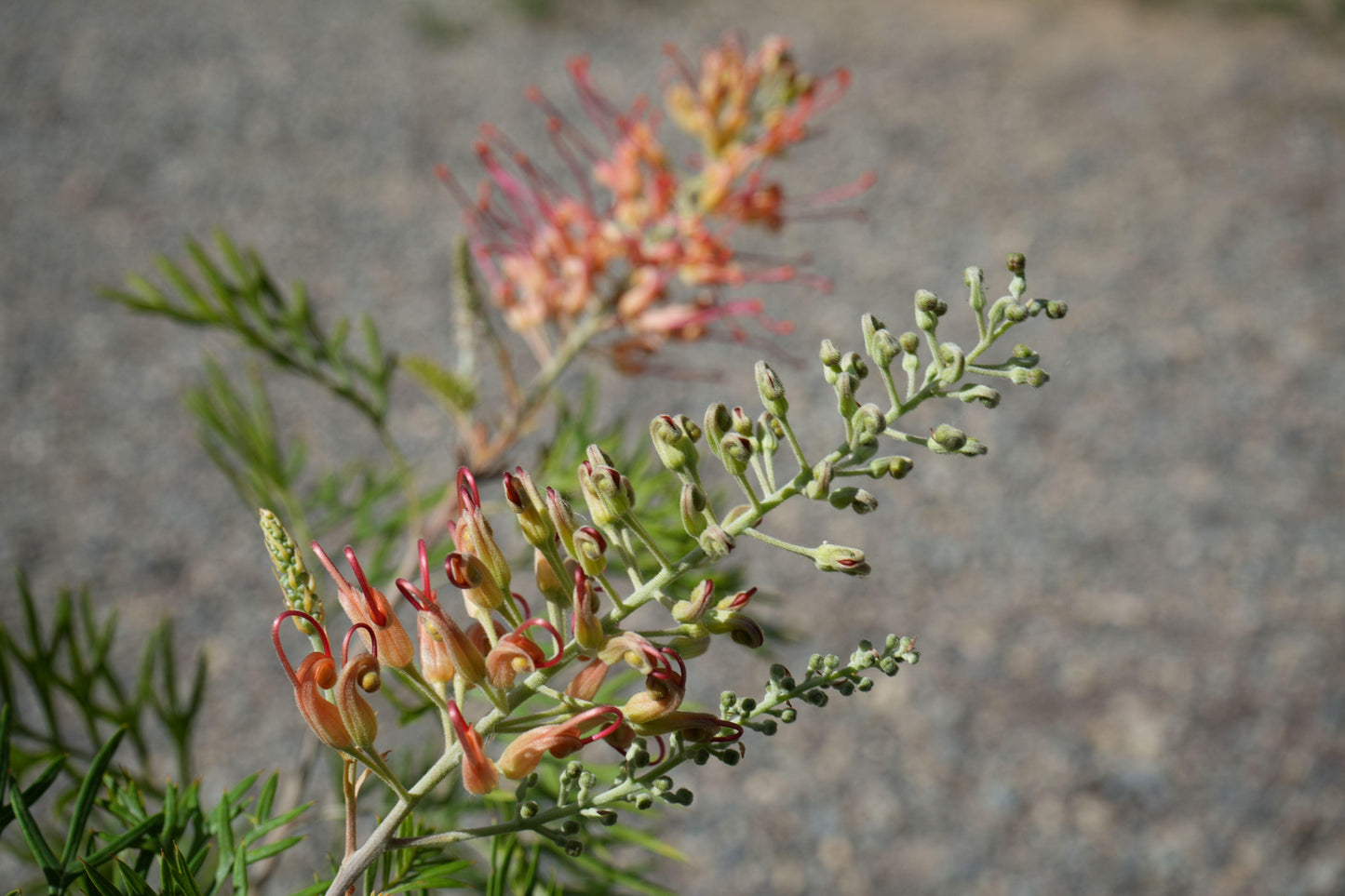Close-up of Grevillea Jordon flowers and buds with green leaves against a gravel background