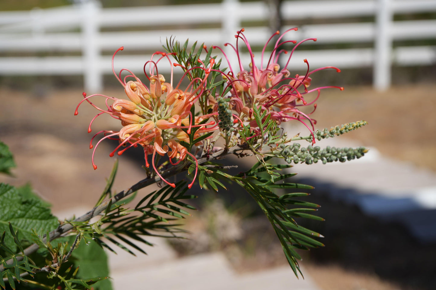 Close-up of peach and cream Grevillea flowers with green foliage and a white fence background