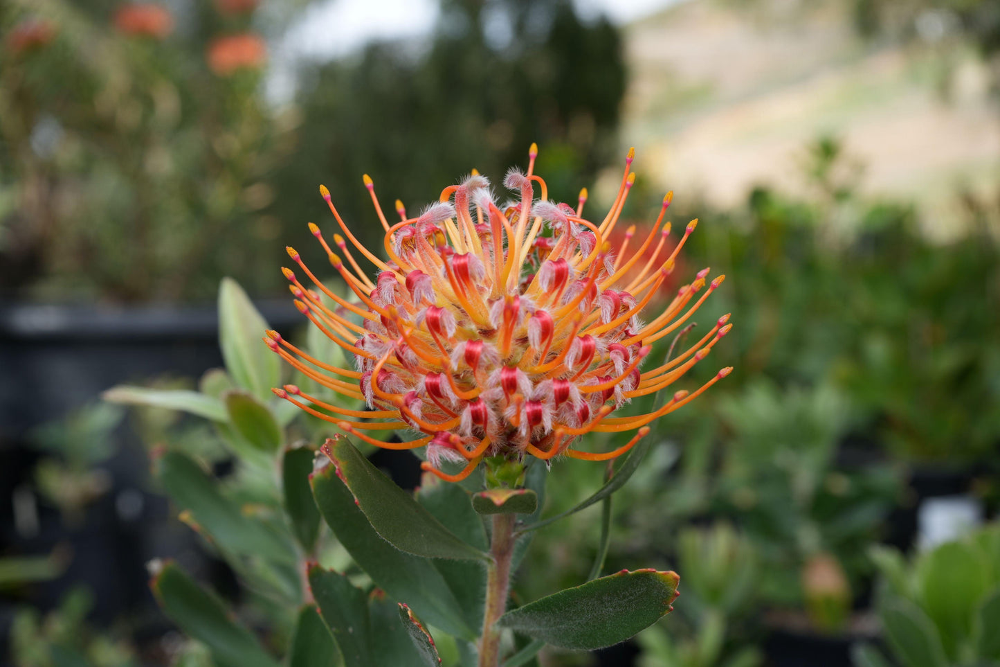 Close-up of orange and pink Leucospermum Naomi flower with green leaves in garden setting