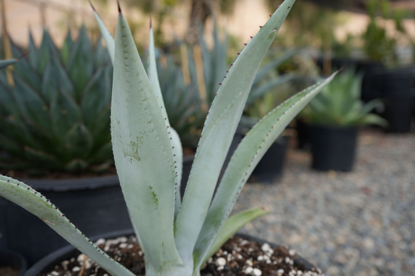 Agave franzosinii succulent plant with spiked silver-blue leaves in a black pot, nursery setting