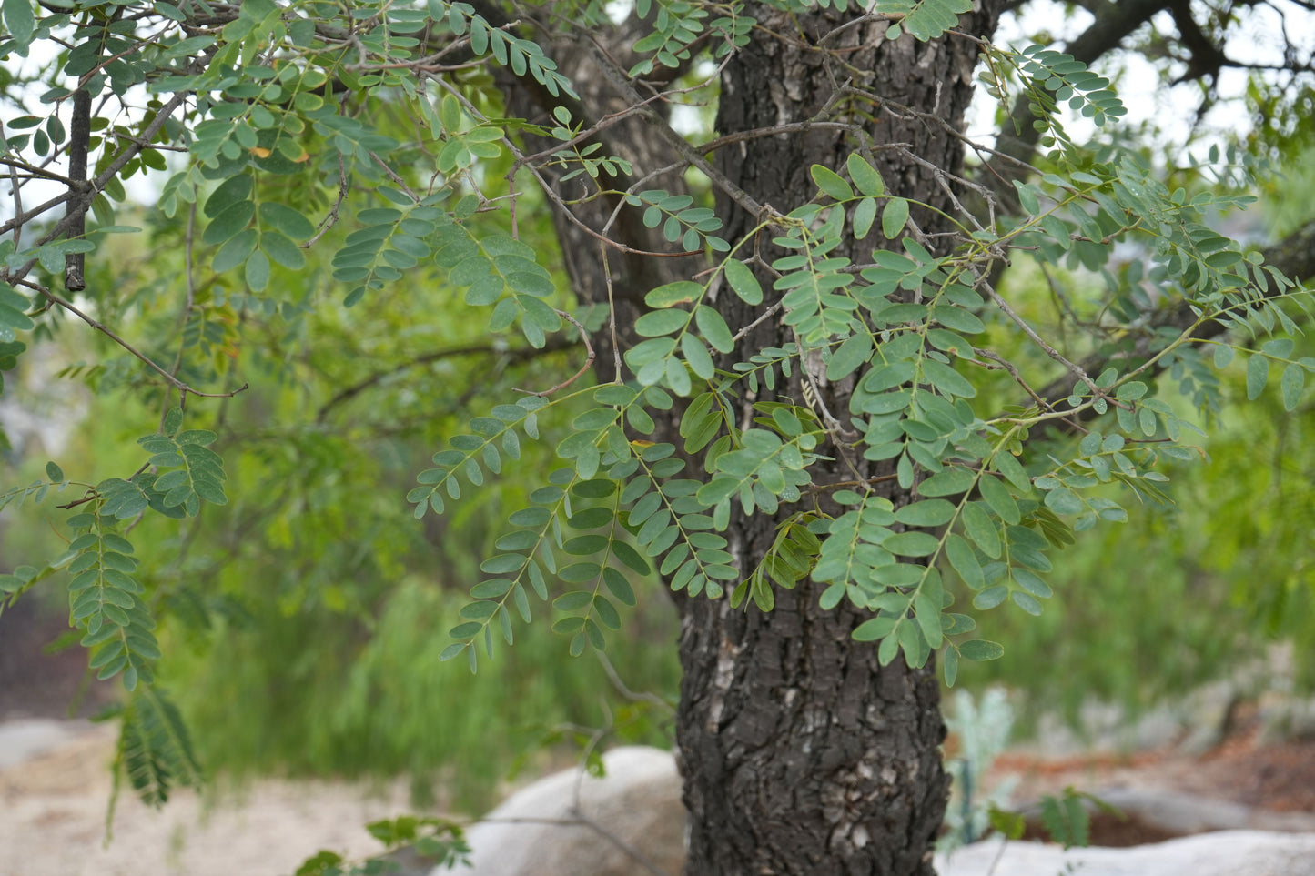 Close-up of Argentine Mesquite tree trunk with green compound leaves in natural outdoor setting