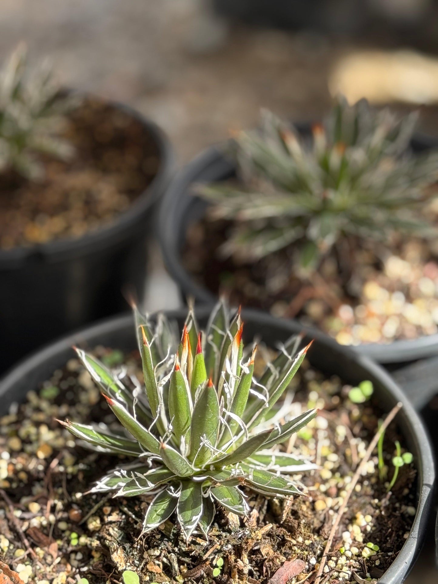 Agave filifera succulent plant with white-threaded leaves and red tips in black pot in sunlight