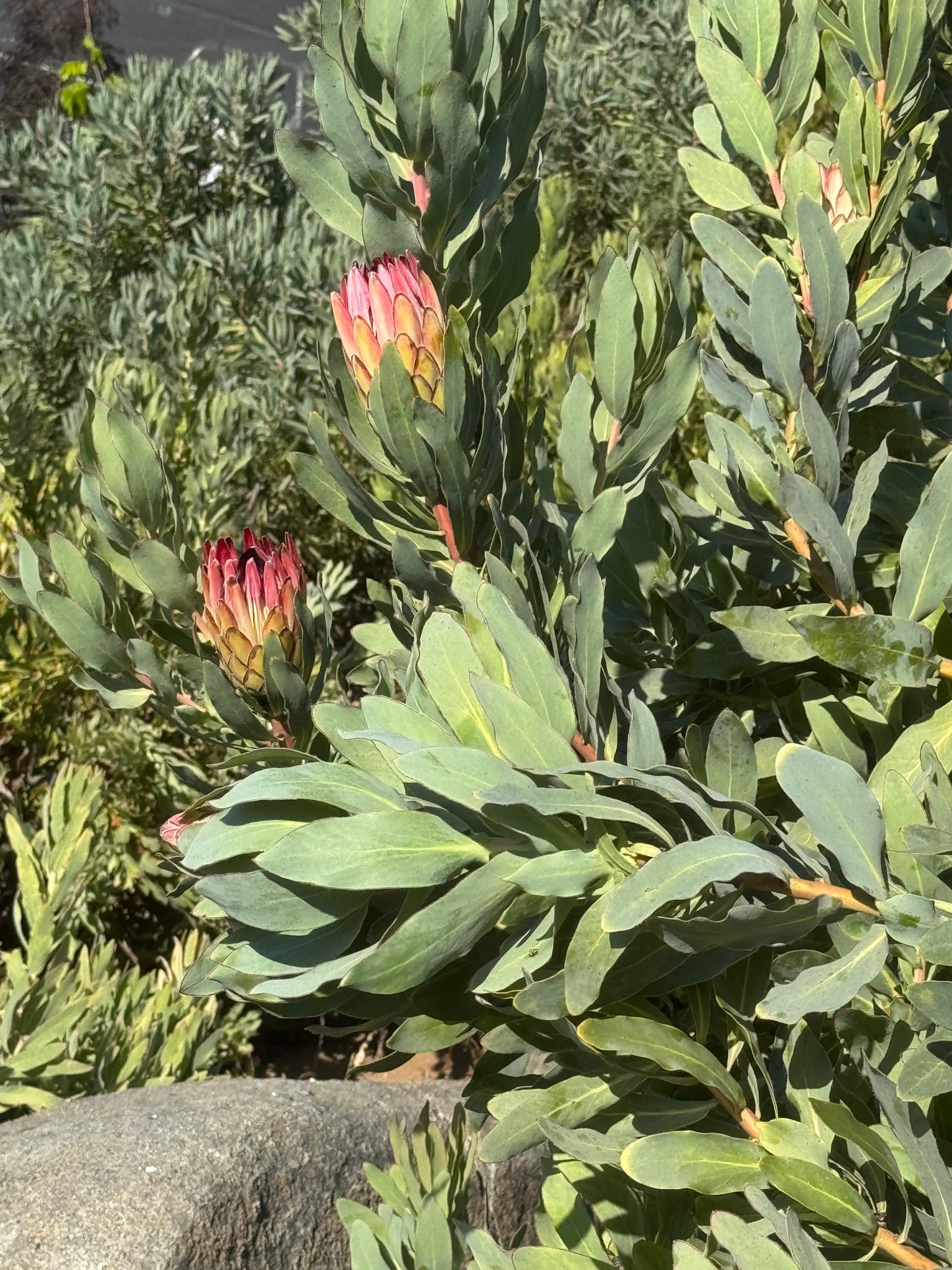 Protea Sylvia flowers with pink and yellow petals budding among dense green leaves in bright sunlight