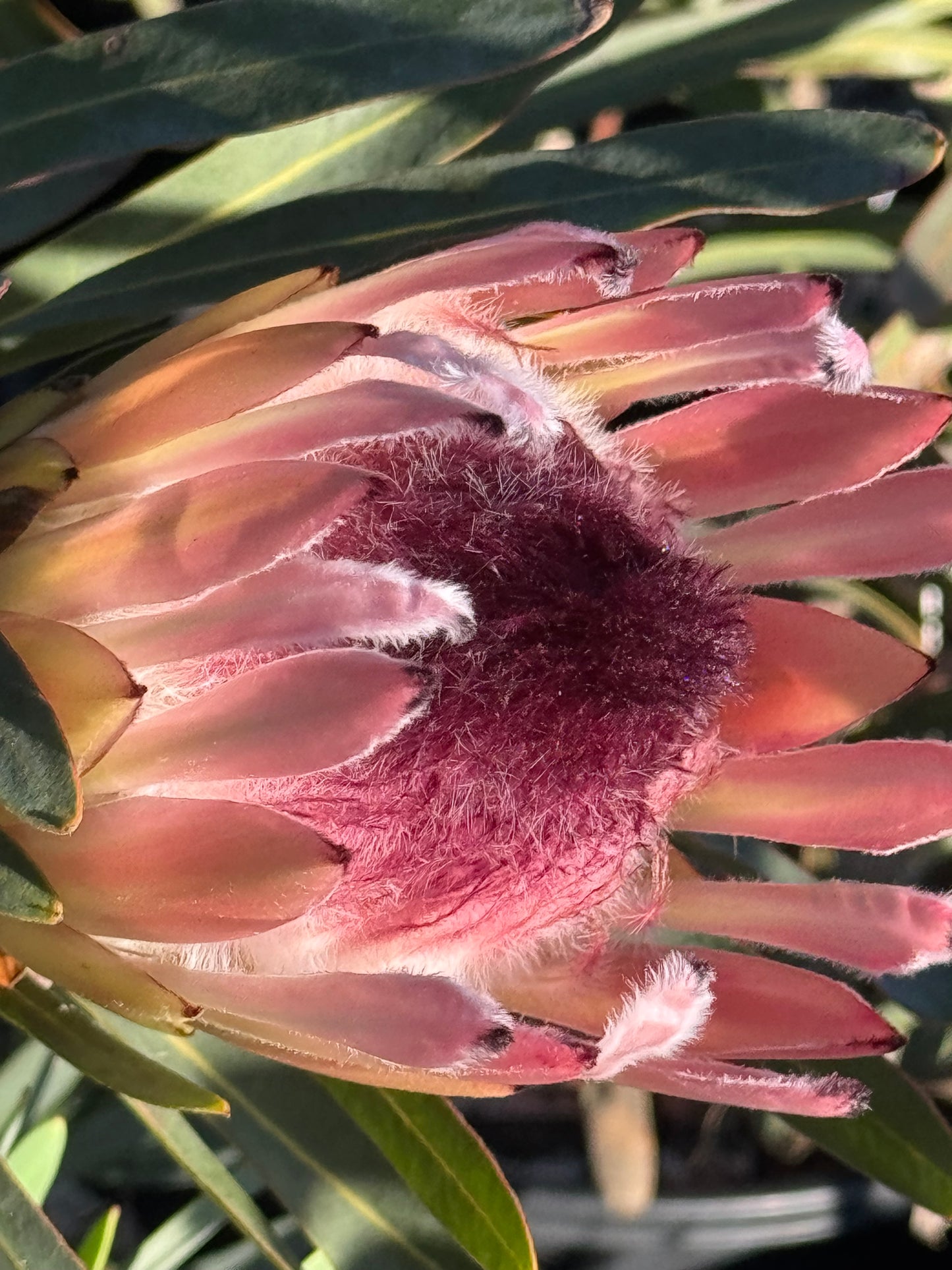 Protea longifolia: Unleash Dramatic Beauty with the Strap-Leaf Protea