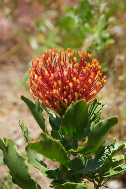 Leucospermum 'Sunrise': Sunrise Flower Cluster Pincushion - Bonte Farm