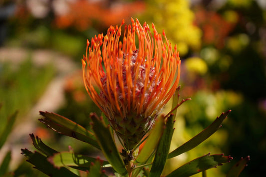 Fiery orange-red Leucospermum Tango pincushion protea flower with green leaves and blurred garden background