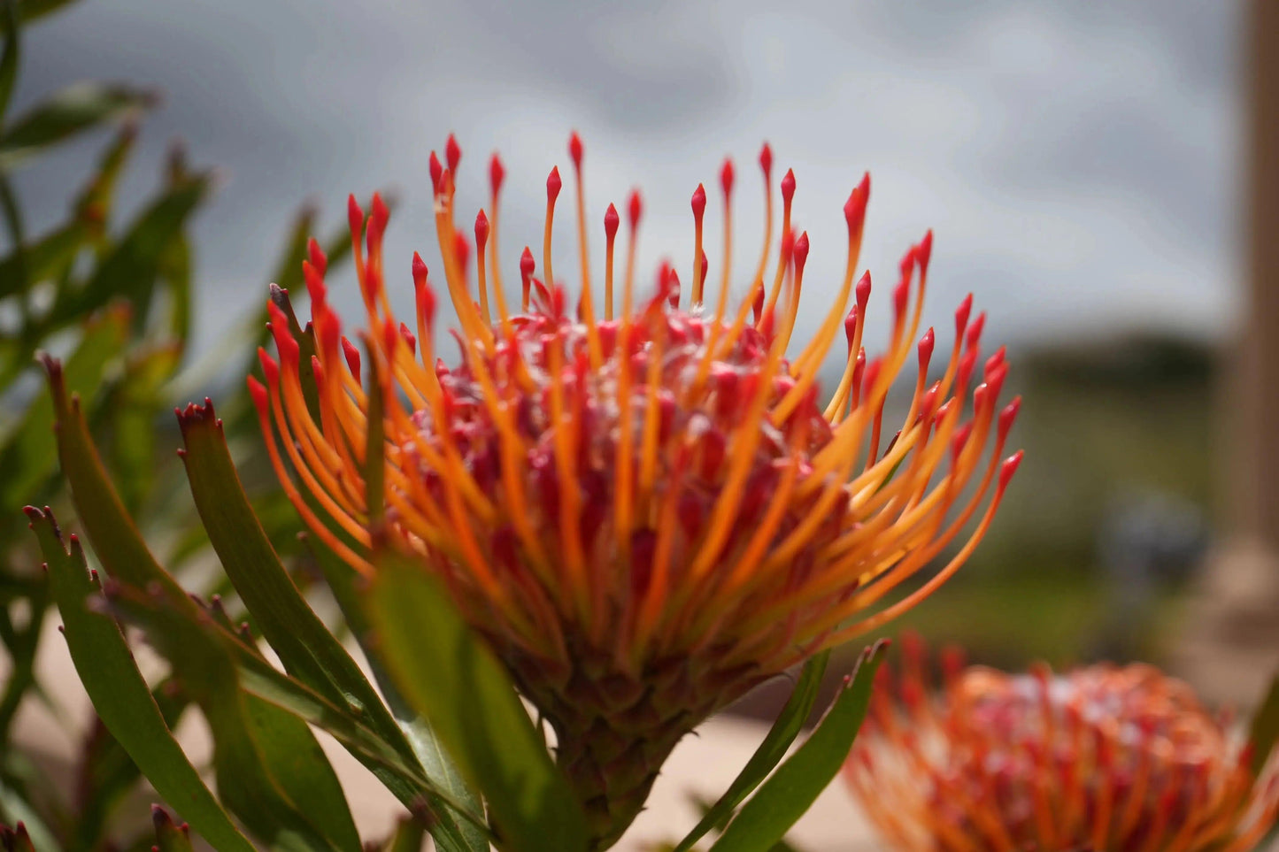 Close-up of fiery orange-red Leucospermum Tango pincushion protea flower with green leaves outdoors