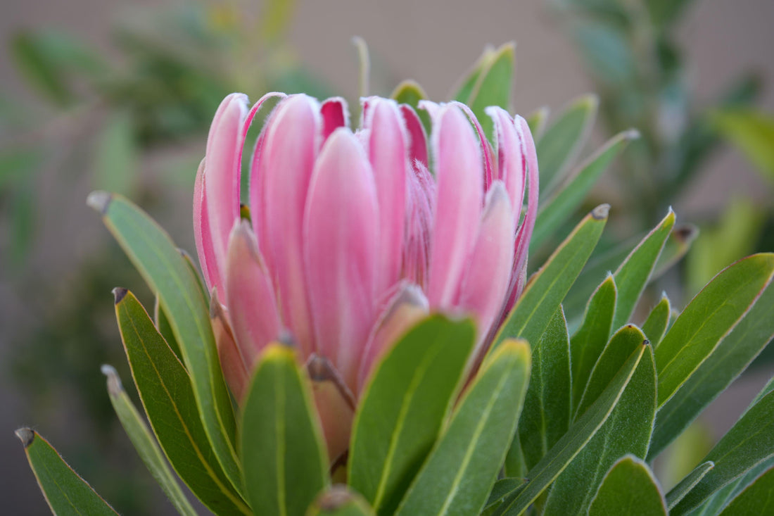 Close-up of a pink protea flower with green leaves in natural light