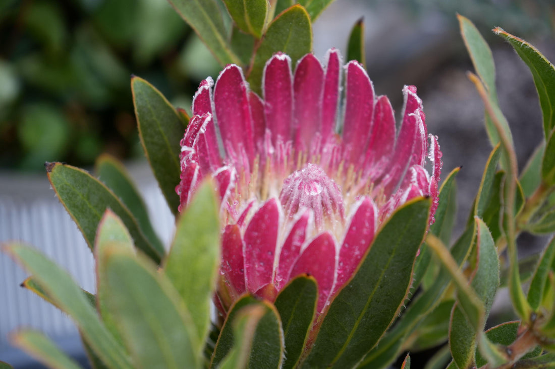 Close-up of a pink protea flower with water droplets surrounded by green leaves