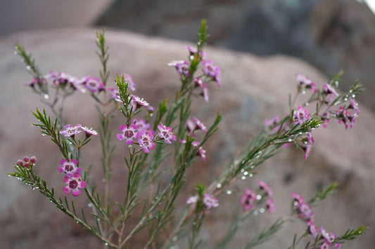 Close-up of pink waxflower blooms with green leaves and water droplets against blurred rocks