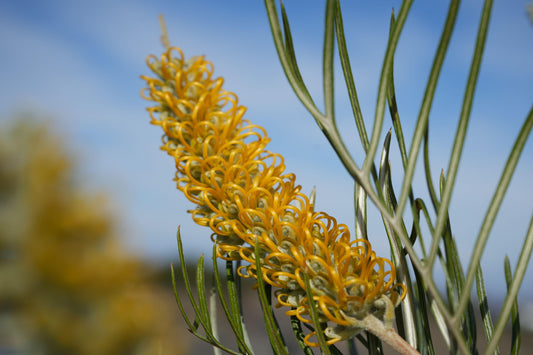 Close-up of yellow Grevillea Sandra Gordon flower with green needle-like leaves against blue sky