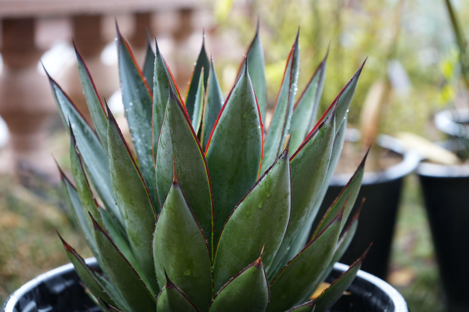 Close-up of blue glow agave succulent with pointed, thick green leaves edged in red, in black pot outdoors