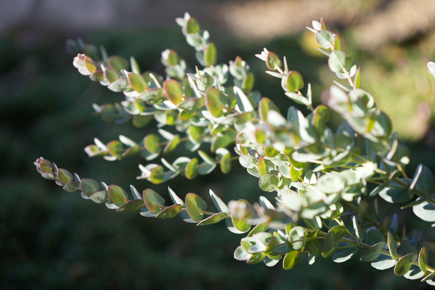 Close-up of eucalyptus branches with rounded green leaves in soft sunlight