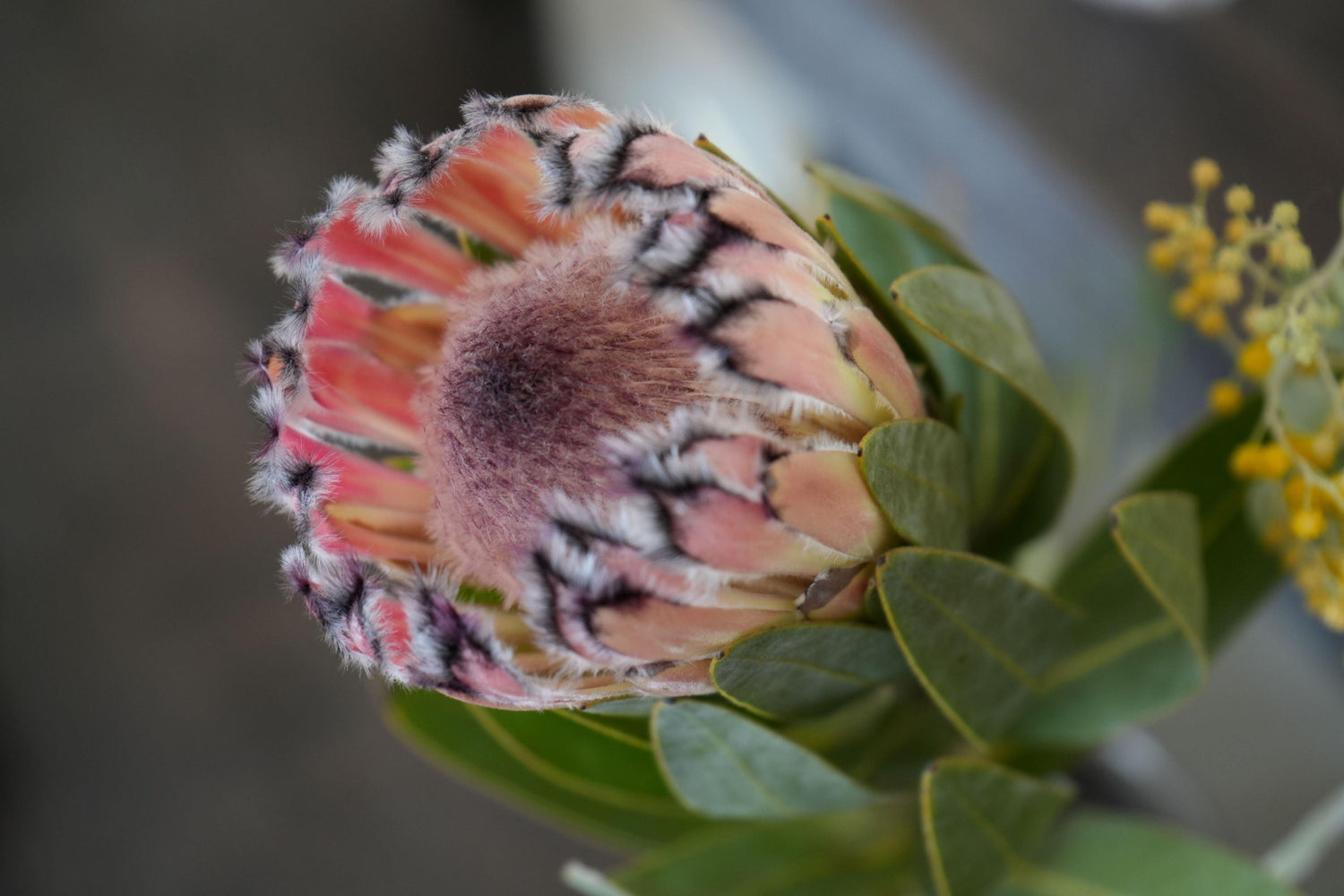 Close-up of a pink mink protea flower with fuzzy petals and green leaves
