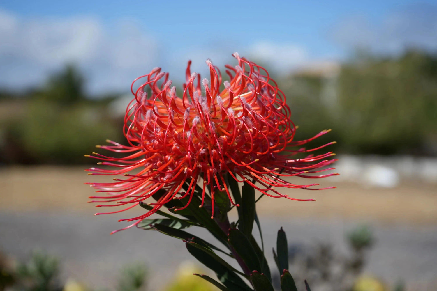 Close-up of bright orange-red Leucospermum pincushion flower with green leaves against blurred outdoor background