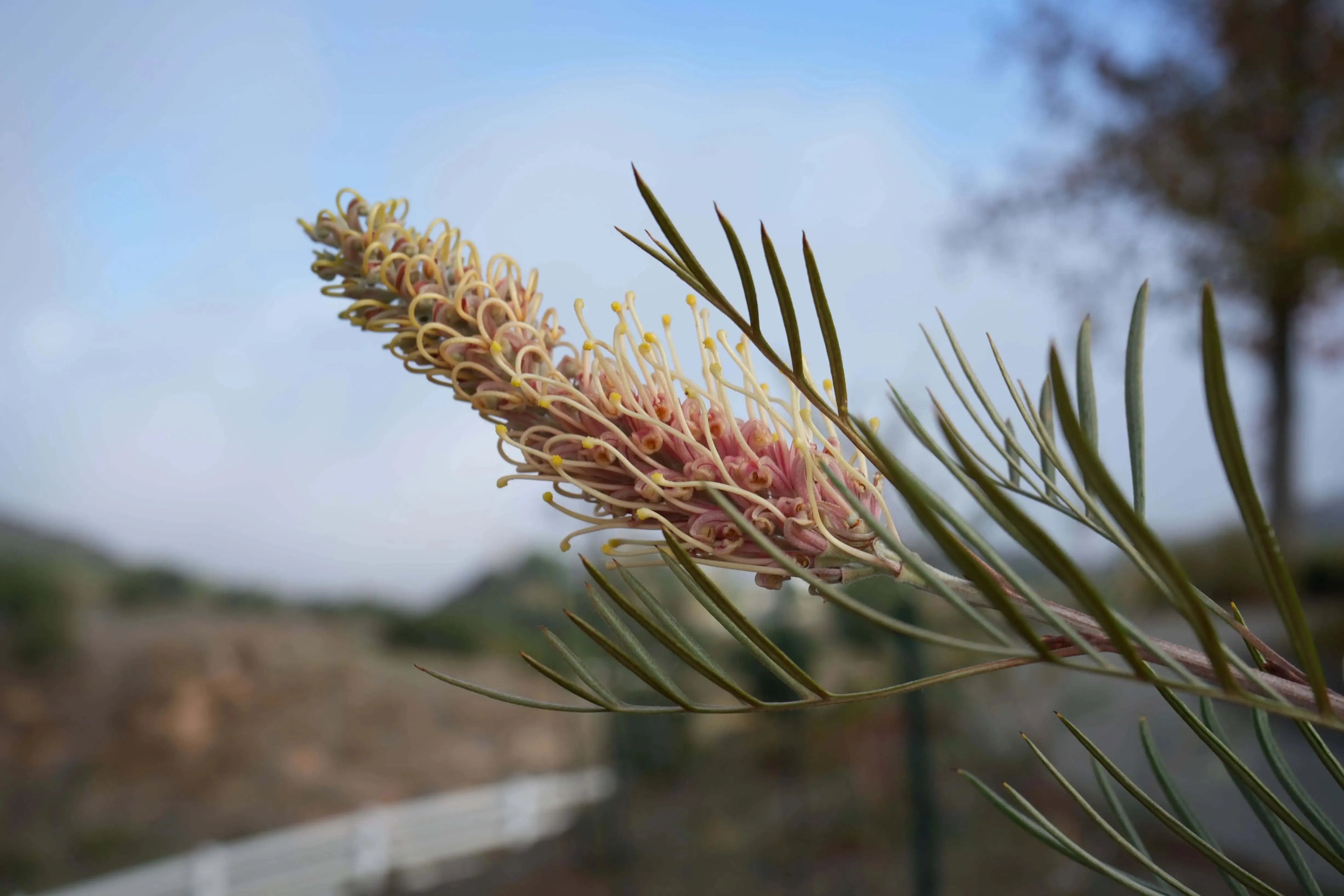 Grevillea flower with curved yellow and pink blooms and slender green leaves outdoors