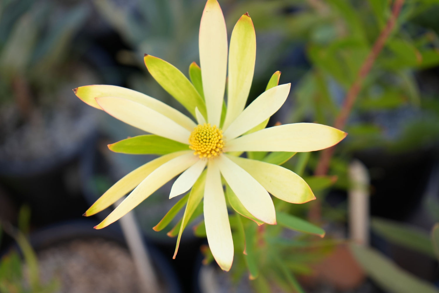 close-up of a pale yellow leucadendron flower with long petals and green foliage in blurred background