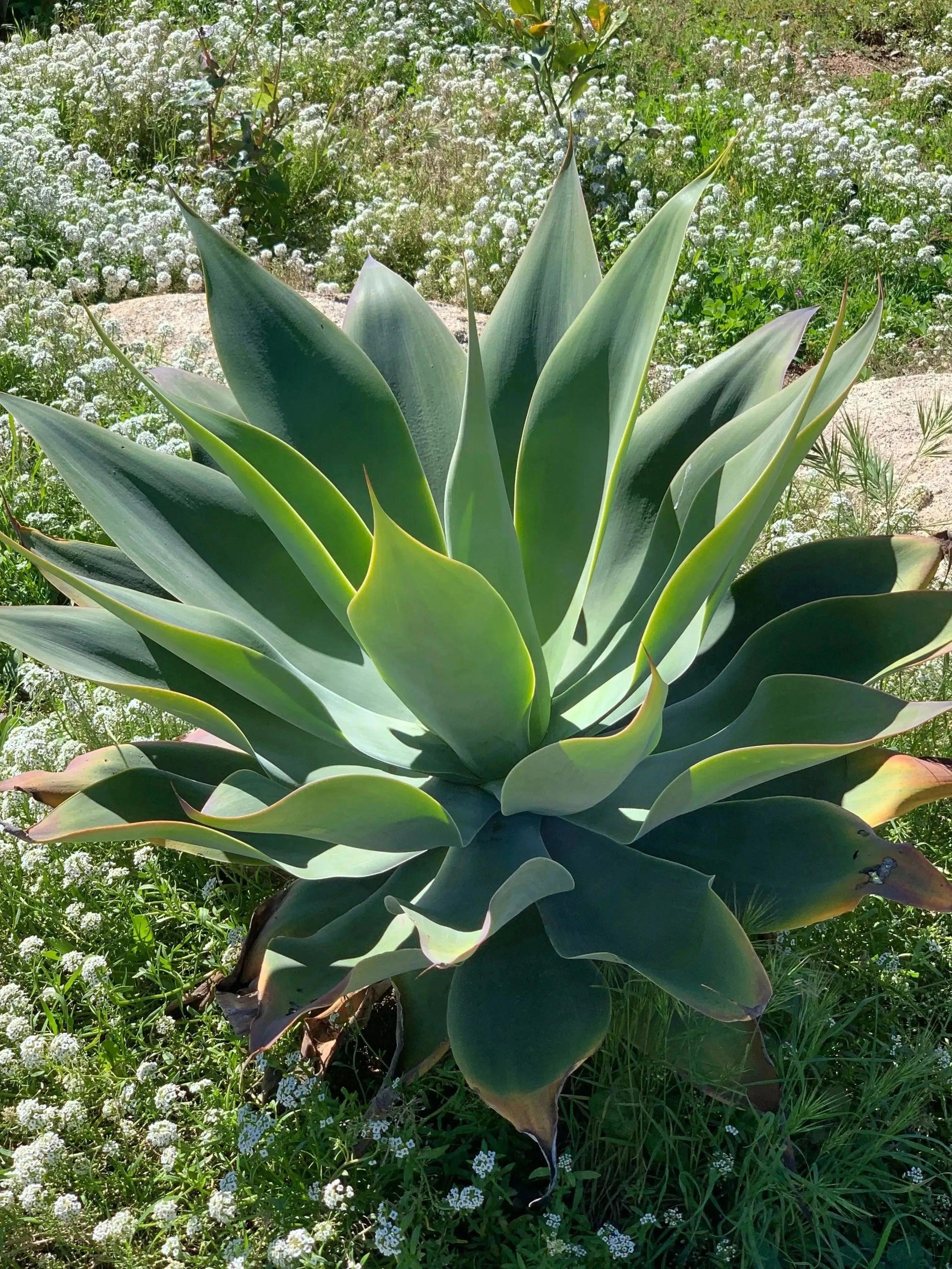 Agave Blue Flame succulent plant with thick blue-green leaves in a garden with white small flowers