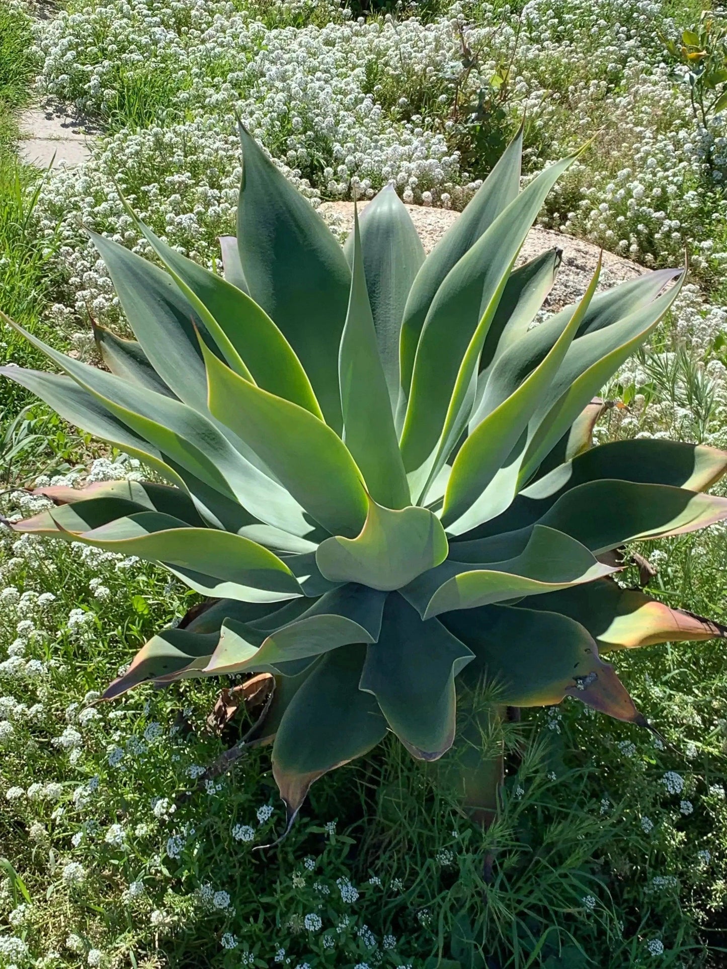 Agave Blue Flame succulent plant with blue-green leaves in garden surrounded by white flowers
