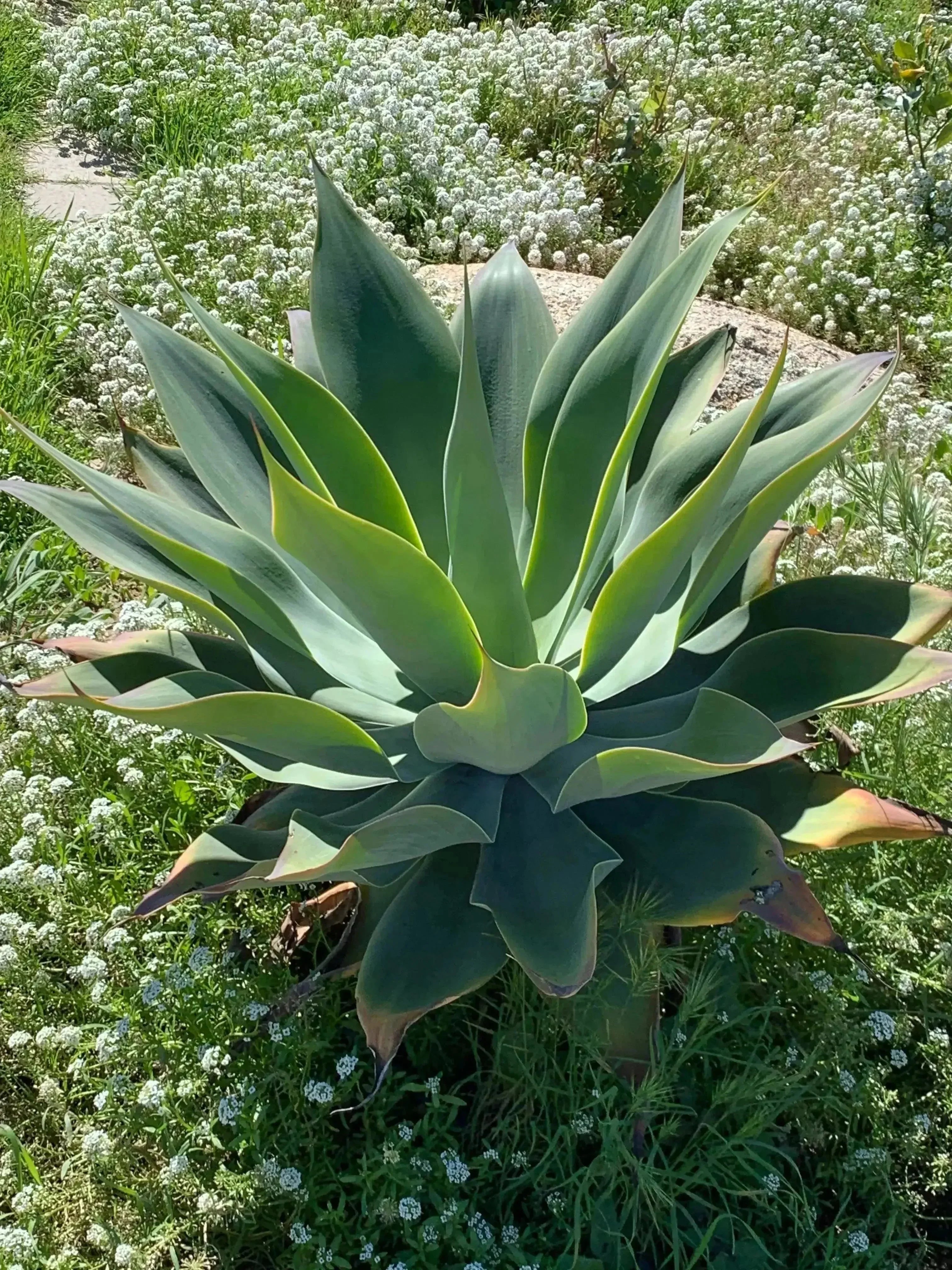 Agave Blue Flame succulent with blue-green leaves in a sunlit garden setting