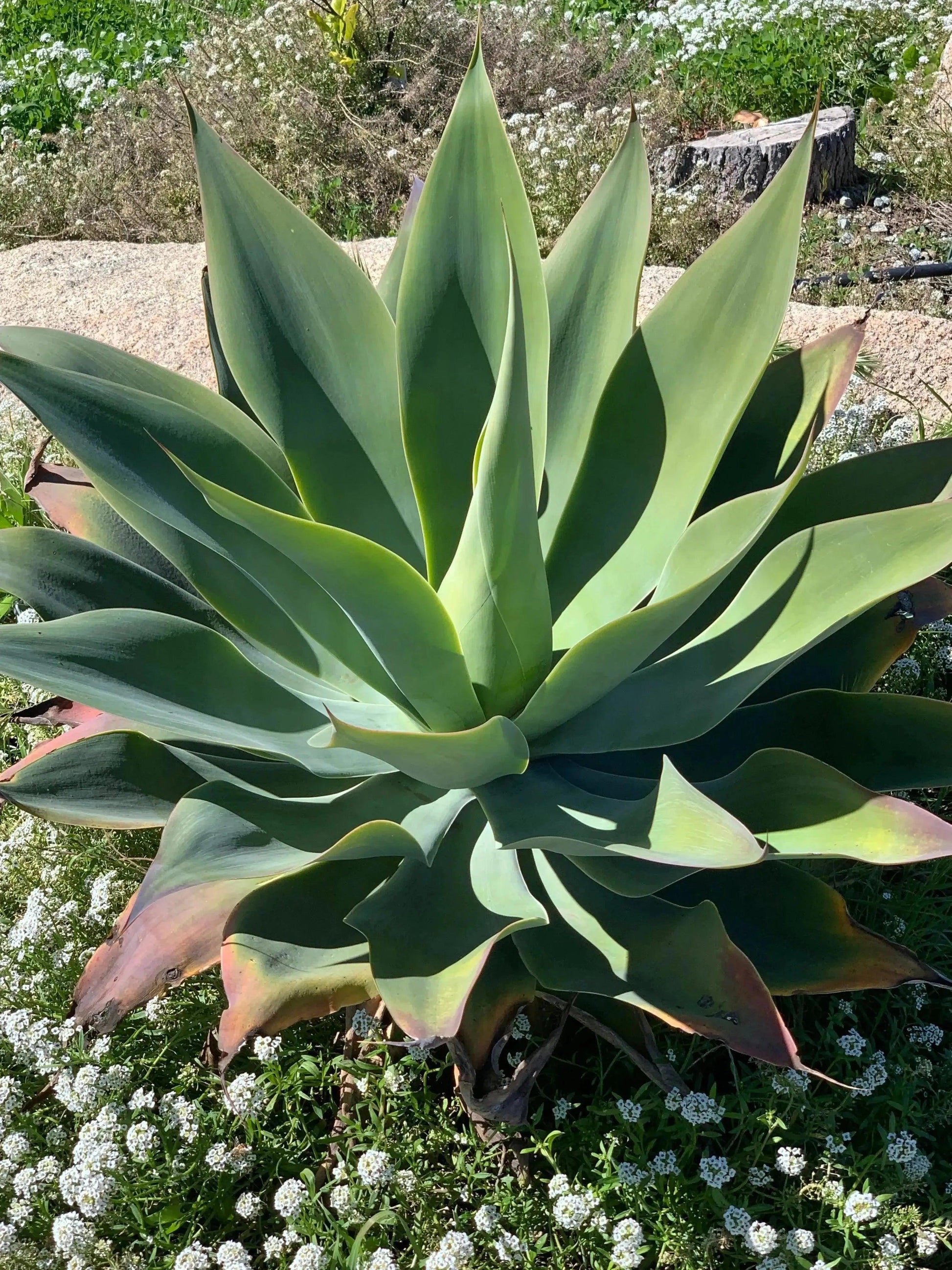 Agave Blue Flame succulent with thick green leaves and pink tips growing among small white flowers outdoors