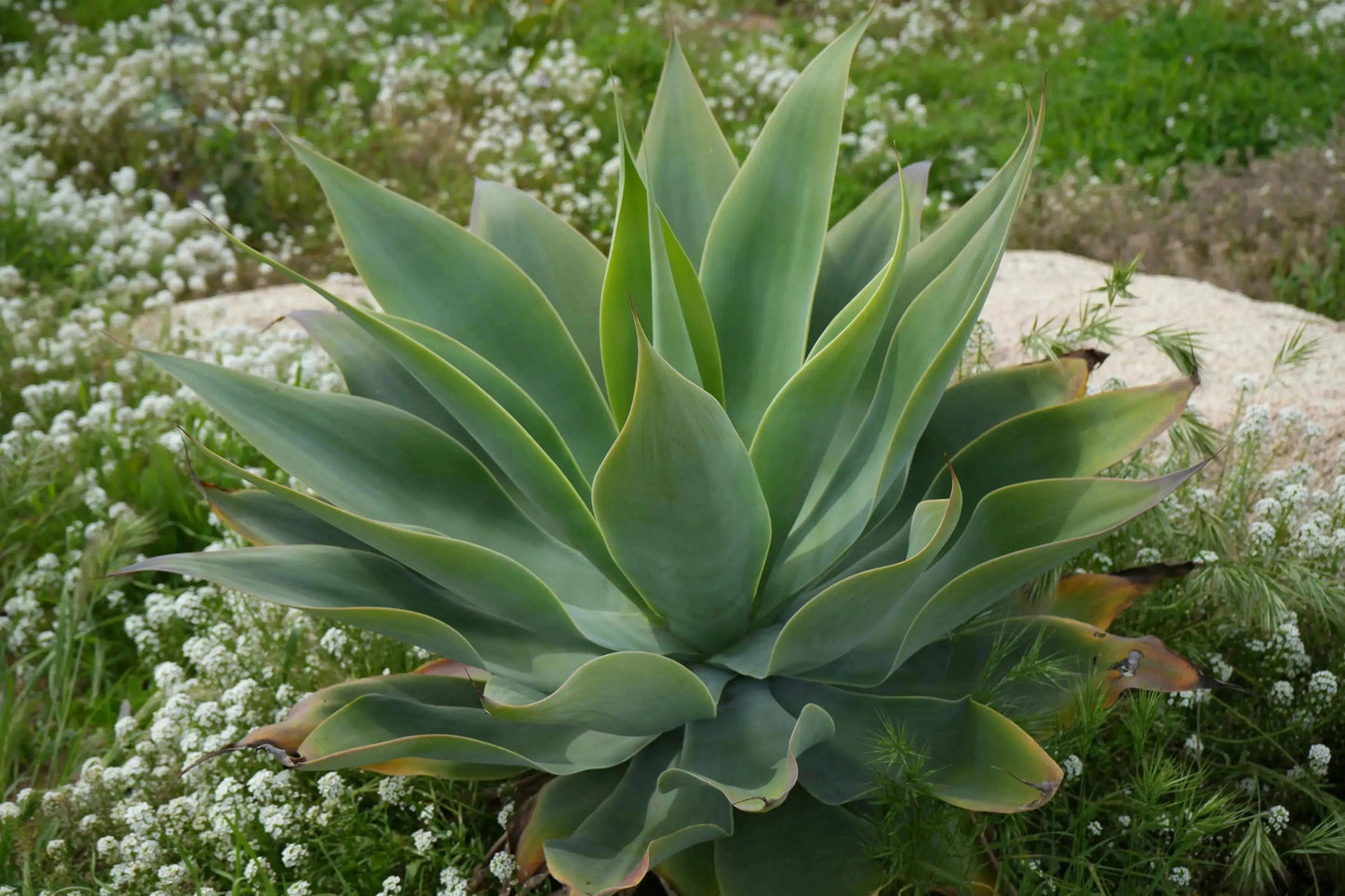 Blue Flame Agave succulent plant with spiky green leaves surrounded by white wildflowers and rocks