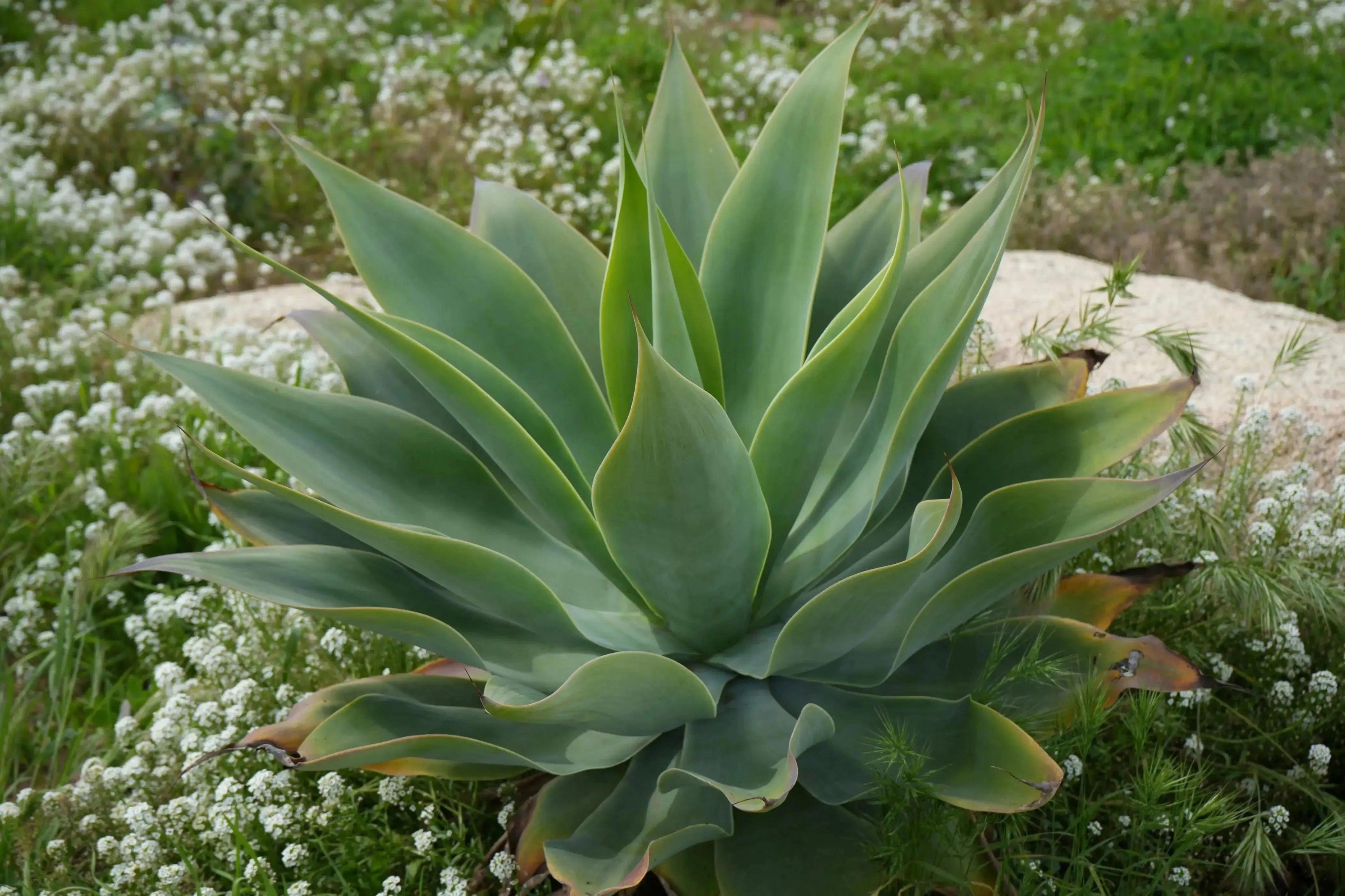 Blue Flame Agave succulent plant with spiky green leaves surrounded by white wildflowers and rocks