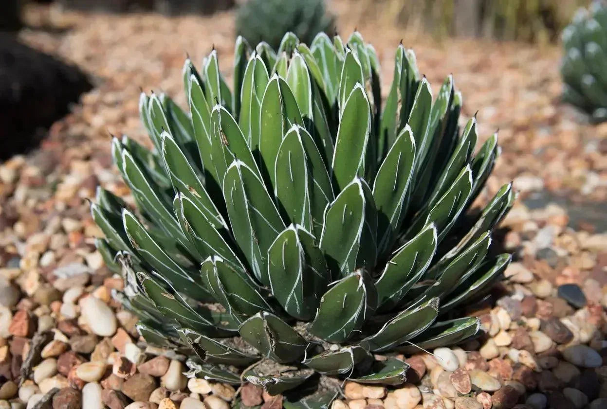 Agave victoriae-reginae succulent with white-striped leaves in a rocky garden bed