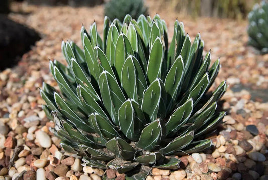 Agave victoriae-reginae: A Royal Succulent - Bonte Farm