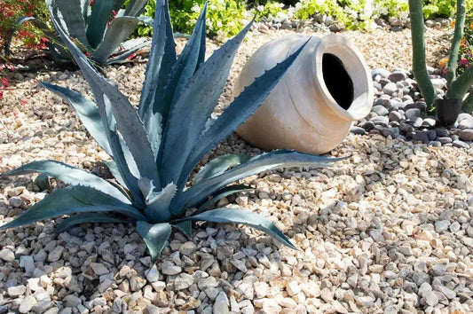 Blue agave plants in a rocky desert garden with a tipped beige clay pot