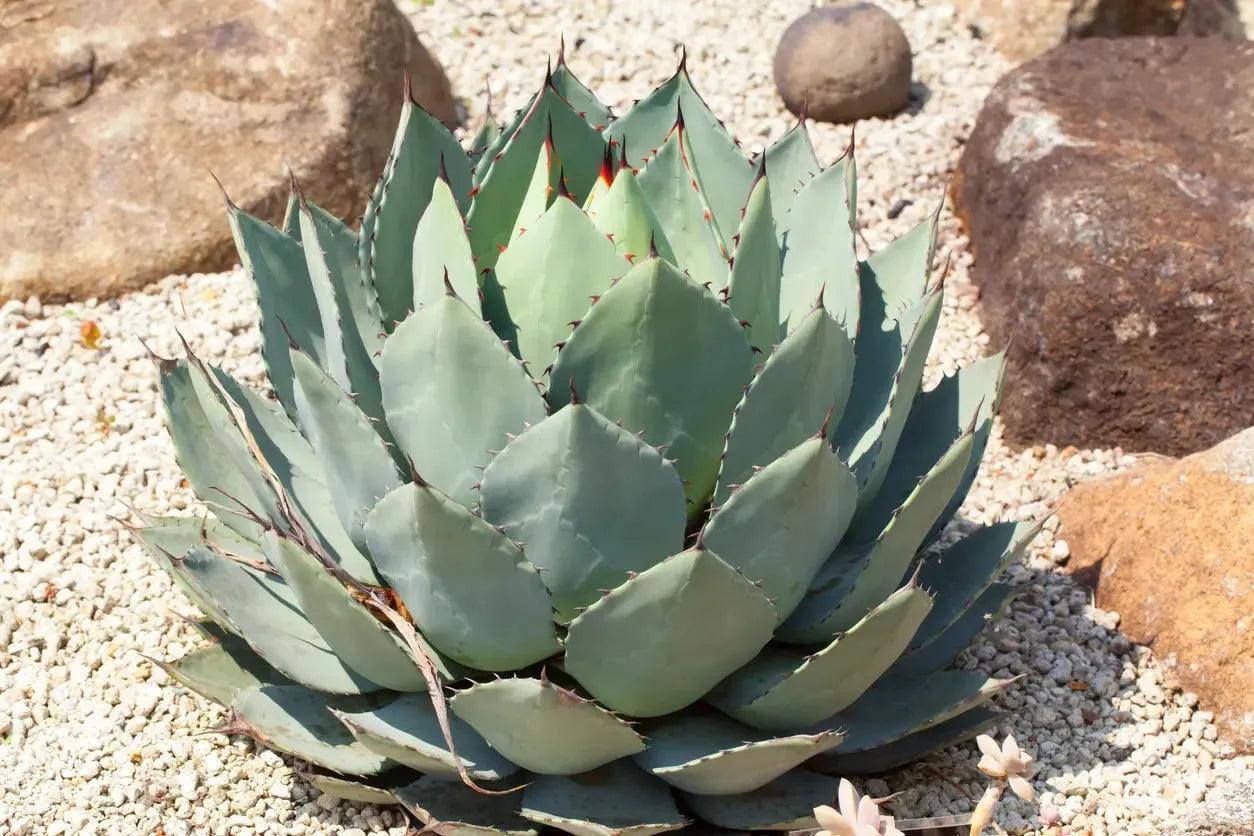 Agave parryi var. truncata succulent with silver-gray leaves and pointed tips surrounded by rocks and gravel