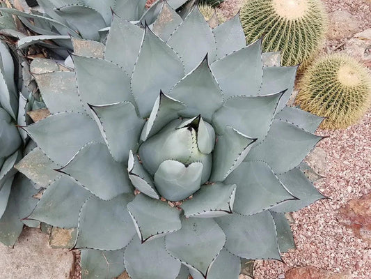 Close-up of Agave Pygmaea succulent with spiky thick blue-gray leaves and nearby golden barrel cacti in desert soil