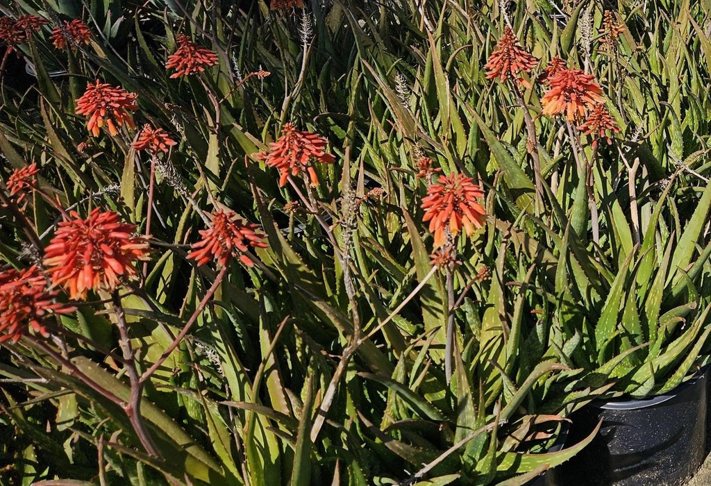 Aloe Vera with red-tinted leaves and red-orange blooms in pots, outdoor succulent display