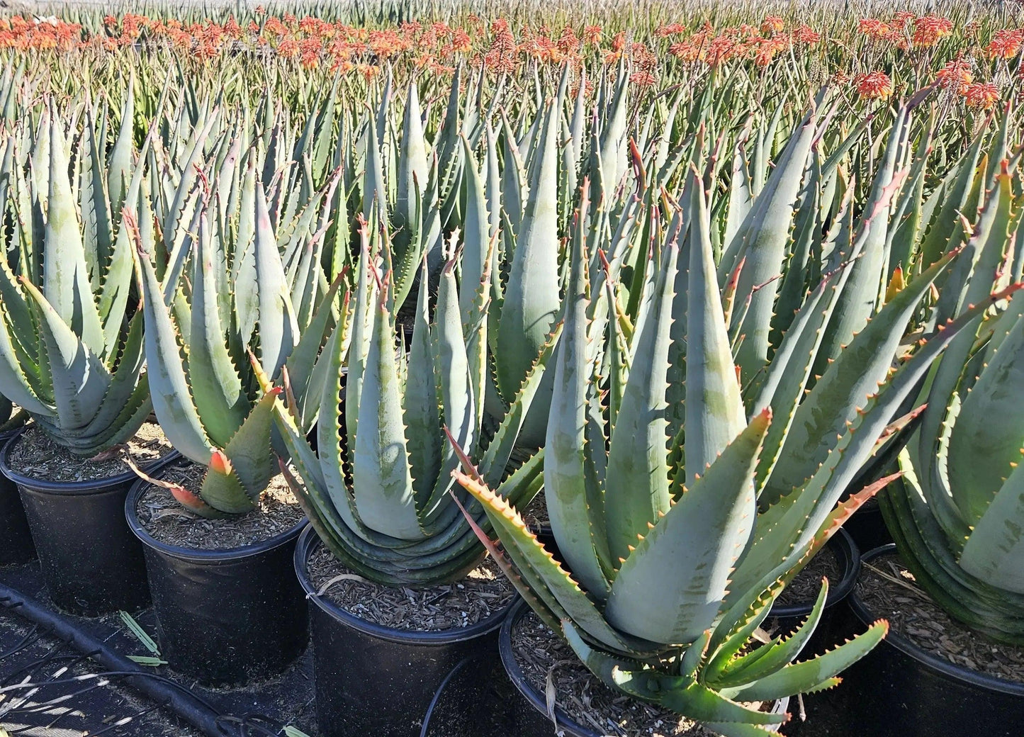 Rows of Aloe arborescens succulents with spiky blue-green leaves and orange-tangerine flowers in black pots