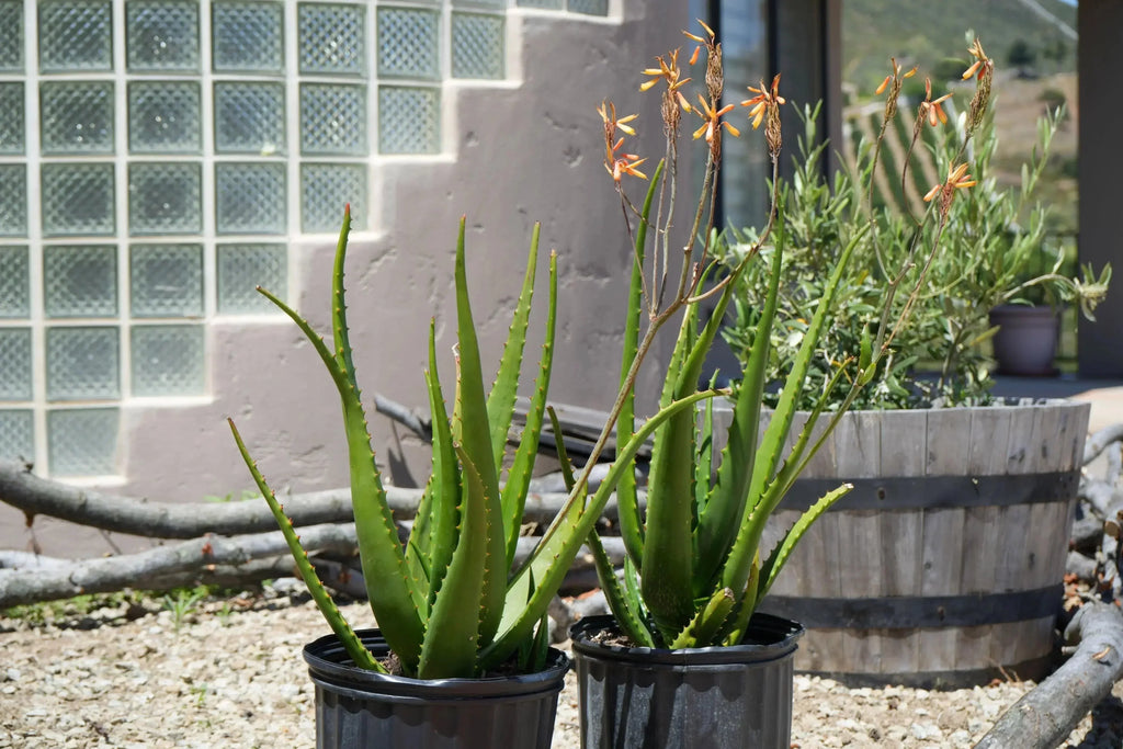 Aloe camperi succulent with deep green leaves and orange flowers in outdoor pots