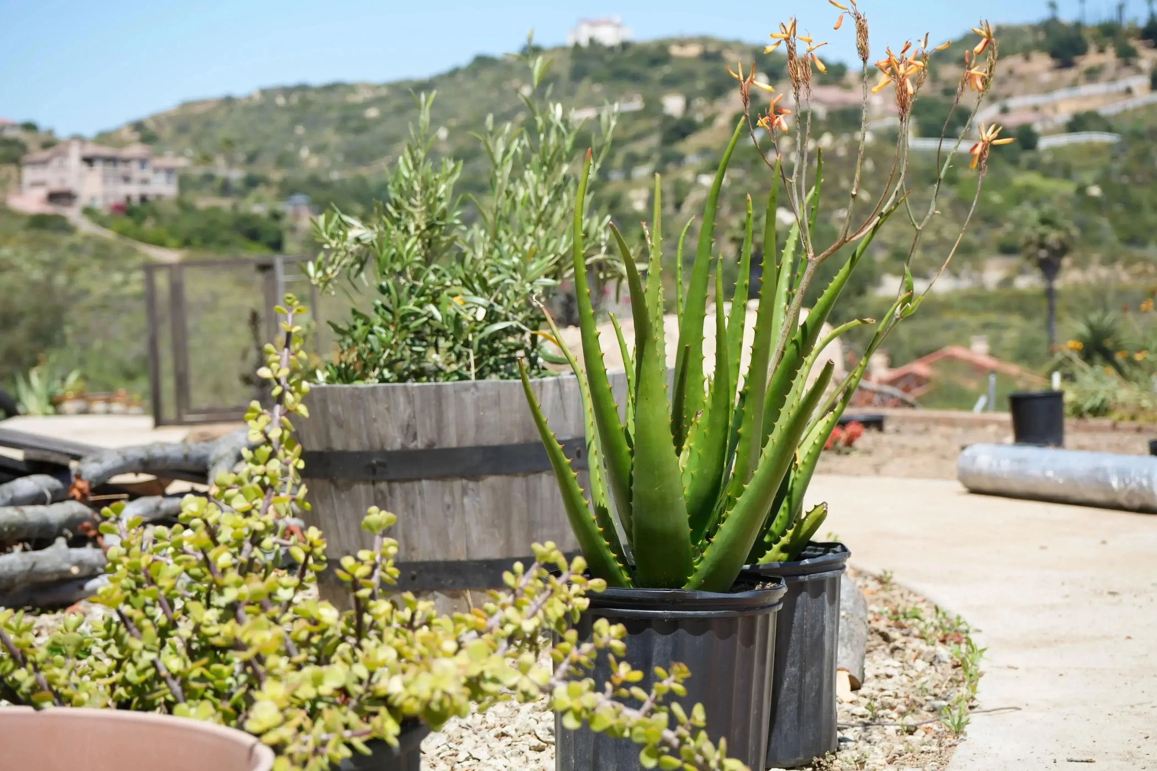 Aloe camperi flowering succulent with orange blooms in a pot, outdoors on a sunny hillside.