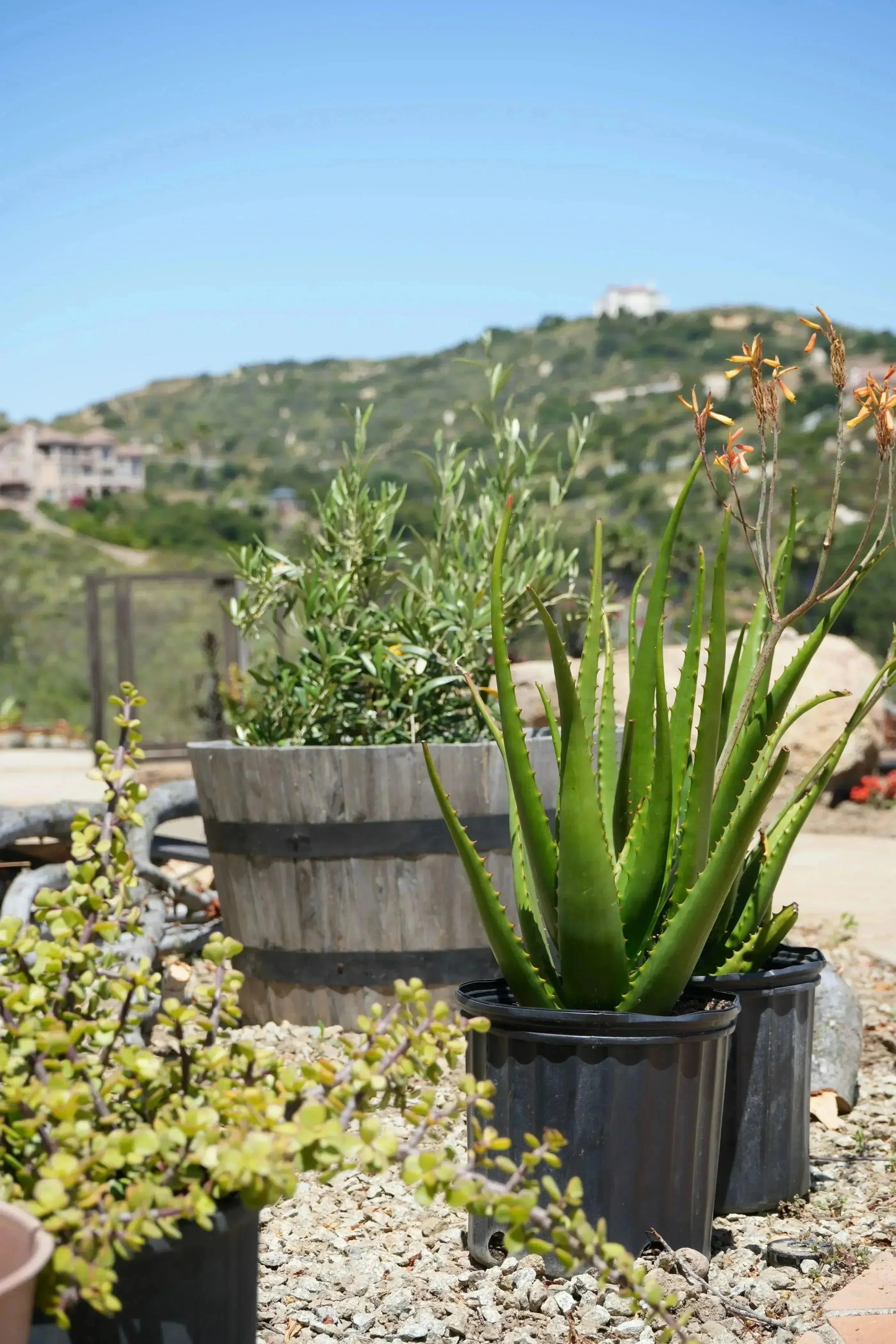 Aloe camperi deep green succulent with orange flowers in a pot outdoors on rocky ground
