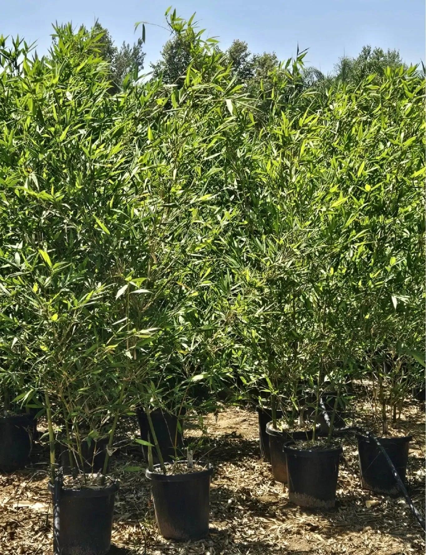 Bambusa oldhamii: A Towering Giant of Bamboo - Bonte Farm