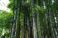 Bambusa oldhamii: A Towering Giant of Bamboo - Bonte Farm