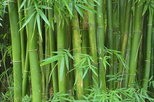 Bambusa oldhamii: A Towering Giant of Bamboo - Bonte Farm