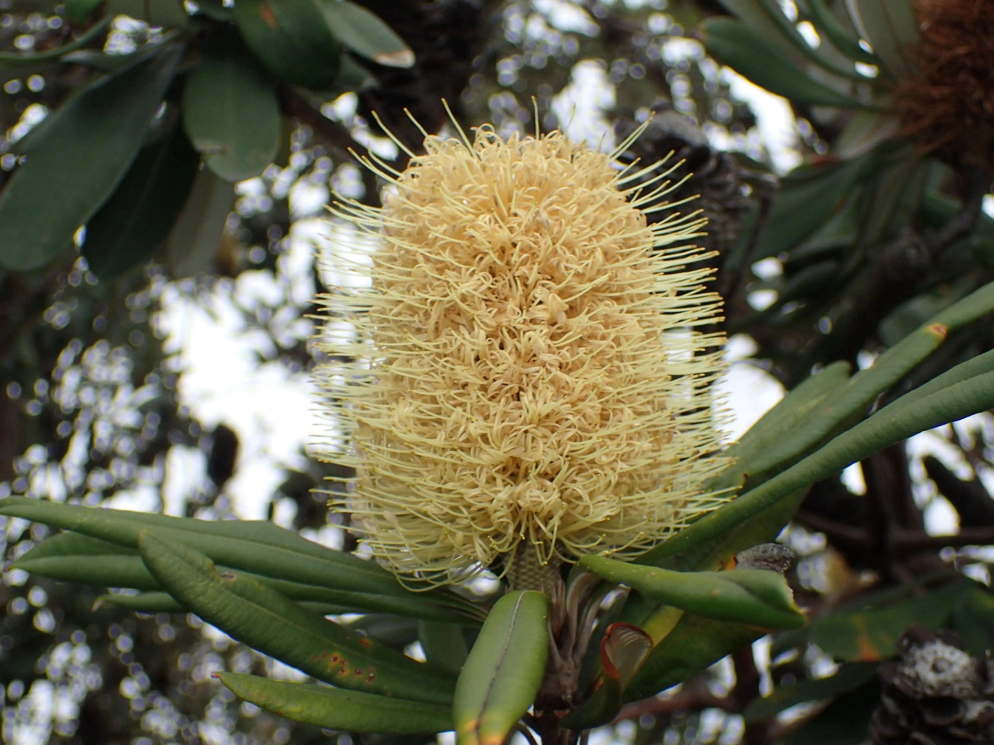 Close-up of Banksia integrifolia cream flower with green leaves and blurred natural background